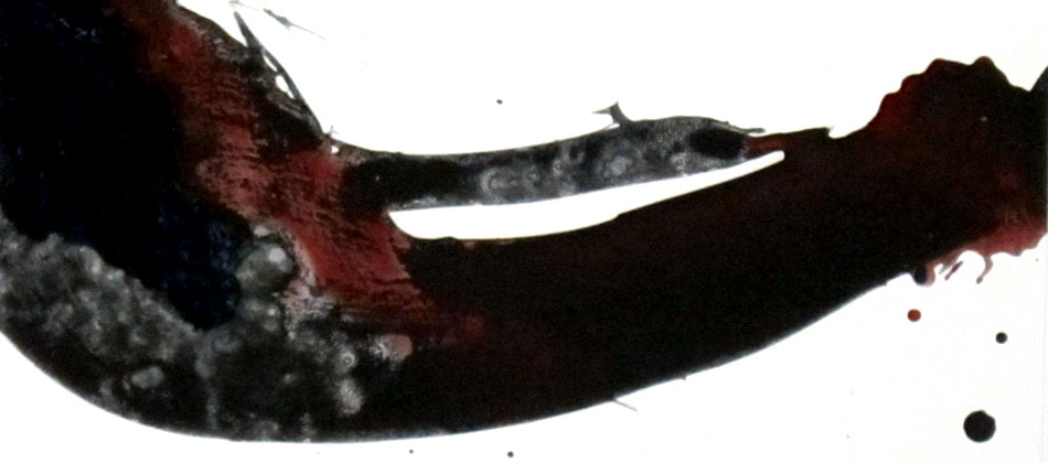Orpheus 